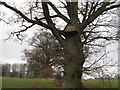 Owl nest box near to Rowfold Farm