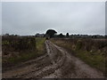 Tractor on muddy track to Barlow Lees Farm