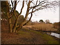 Alderney: a tree by the Bourne stream