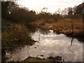 Alderney: pool of water by the Bourne stream