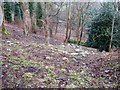 TQ1132 : Snowdrops on hillside near Hill House by Dave Spicer