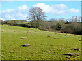 Pasture east of the A485