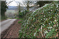 Snowdrops on Markwell Lane