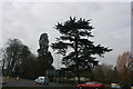 Large tree by Station Rd