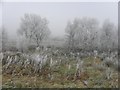 Fog and mist, Killycurragh