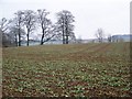 Root crops near Trent