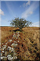 NX8187 : An old wall and hawthorn tree by Walter Baxter