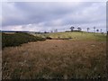 Gorse, bog and hill