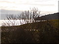 Swanage: bushes in silhouette