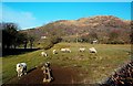 Sheep in the Stinchar Valley