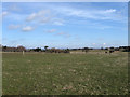 Barn Meadow