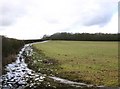 Fir Grove from the footpath to Beecham Farm