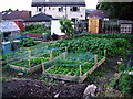 Plot 50 which I took over at Easter 2009