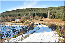 NH6873 : Forestry road near Inchindown by Steven Brown