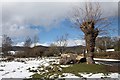 Fallen Black Poplar