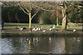 Geese, Bradbourne Lake