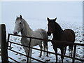 Snowbound horses at Ballynabarnish