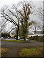 Ivy-clad tree, Llantarnam