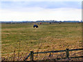 Horses grazing, fields at Hatton