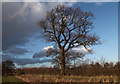 Oak tree, Leverstock Green