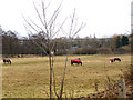 Horses grazing near Vine House Stables