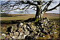 NX8186 : An old wall and beech tree on Skelston Moor by Walter Baxter