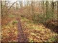 Path, Dingle Wood