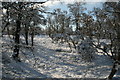 Woodland path in snow, near Invertromie