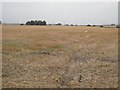 Stubble, Letham Terraces