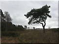 Upton, nature reserve