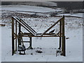 Larsen Trap with  caught Carrion Crow, Fastheugh