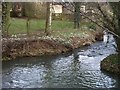 Snowdrops by the brook