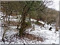 Rowleth Wood in winter