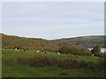 View from Pen Y Rhiw road towards the Teifi