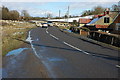 Sheep on the road