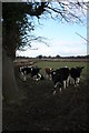 Curious Cows