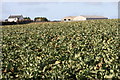 Cauliflower field