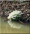 Snowdrops by Rushford Bridge