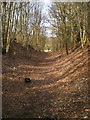 The bridleway near Tong Lodge