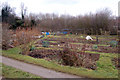 Daventry: Welton Road allotments