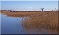 Reeds at Newshot Island, River Clyde