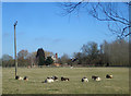 Sheep at Upper Grange