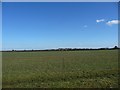 Farmland near Springthorpe (1)