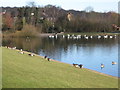 Birds on Ruislip Lido