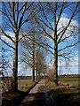 Tree lined lane to Somersham