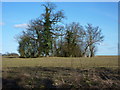 Copse near Bleak Hall