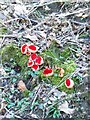 Scarlet Elf Cup (Sarcoscypha austriaca), Fonthill Lake