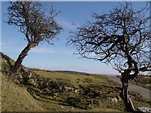 SD6447 : Gnarled Trees Above Hodder Valley by Bob Jenkins
