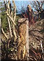 Naddiadau yng Ngerddi Tan-y-Coed / Carvings in Tan-y-Coed Gardens