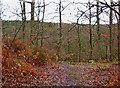 SO7676 : Knowles Coppice Nature Reserve, Wyre Forest by P L Chadwick